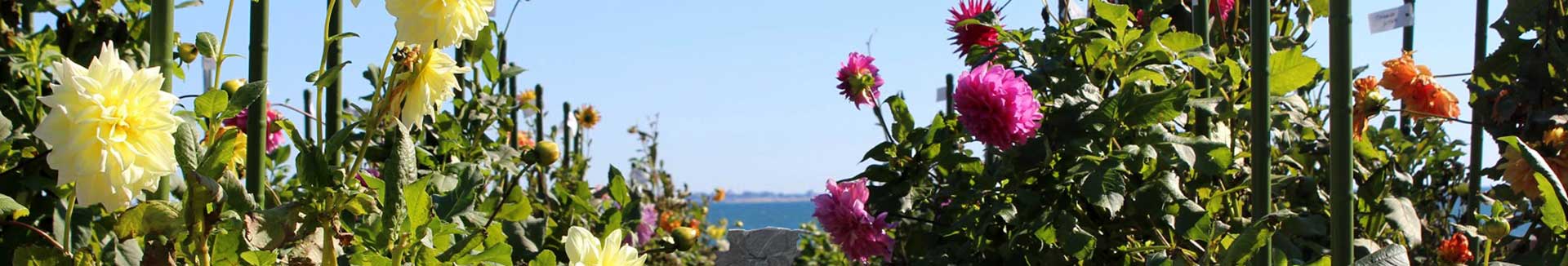 garden with flowers