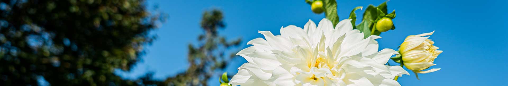 white flower against the blue sky