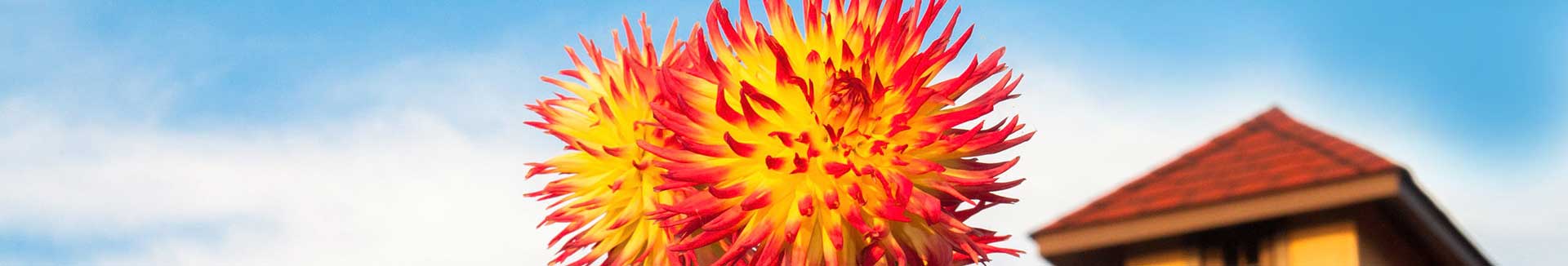 orange yellow flower with a top of a building roof in the background