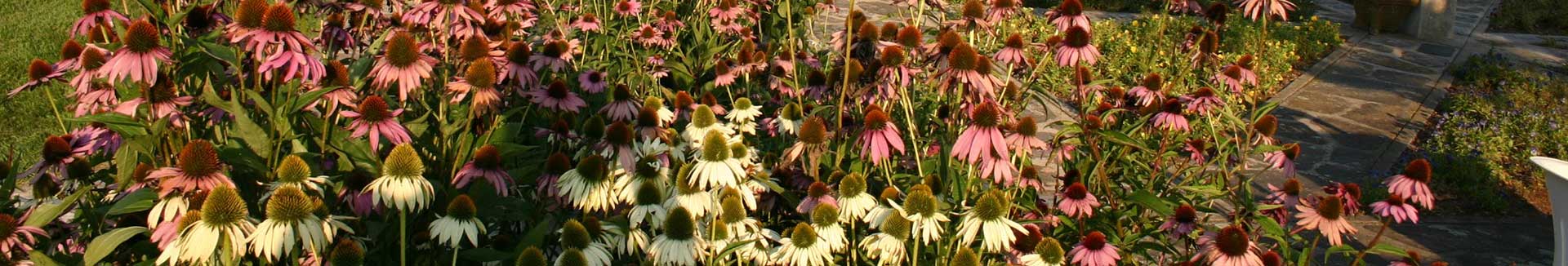 flowers in the garden