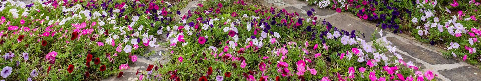 flowers in the garden