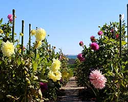 garden with flowers