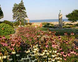 flowers in the garden