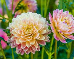 yellow flowers